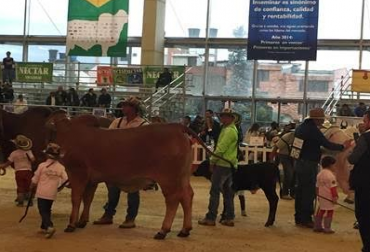 La iniciativa ya es un clásico por parte de la Asociación de Criadores de Ganado Cebú, Asocebú. Foto: Cortesía. Echando Raíces asocebu