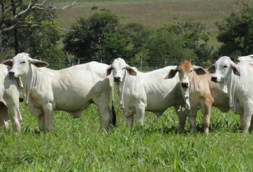 En el trópico bajo colombiano algunas fincas tecnificadas han logrado tener hasta 4 animales por hectárea. Foto: www.redganadera.com. carga animal por hectárea