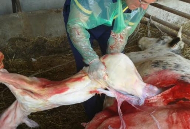 El costo de la cesárea en vacas puede superar el valor del animal. Foto: www.hospitalveterinariocostadelaluz.es. cesárea en vacas