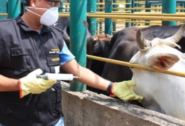 En otra parte del territorio nacional se siguen adelantando las labores correspondientes a las Fase II. Foto: CONtexto ganadero. Ciclo de Vacunación fedegán aftosa