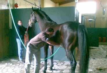 Los cólicos equinos son espasmos en el estómago y otras zonas intestinales. Foto: www.vepomo.com. cólicos equinos