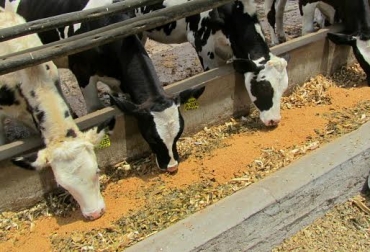 El ganado bovino necesita comer en sitios cómodos para concentrar la atención en el alimento y no en el resto de animales. Foto: www.vacas.info. ganado sin estrés