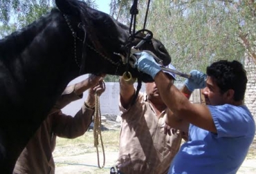 Es importante hacer revisiones orales con especialistas, por lo menos una vez al año. Foto: www.equi-tech.com.co. Odontología equina