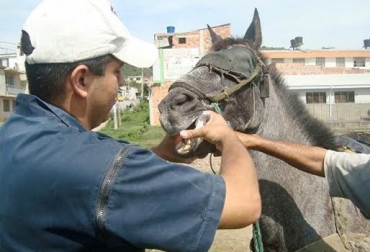 Los expertos recomendaron realizar de forma seguida un conteo de huevos fecales. Foto: Alcaldía de Sincelejo. Desparasitar caballos