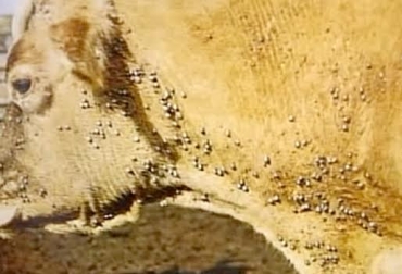 La presencia de moscas y garrapatas en el predio, son sinónimo de pérdidas económicas. Foto: CONtexto ganadero. garrapatas en bovinos