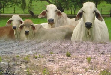 La ganadería ecológica contribuye con el mejoramiento de los suelos porque se enfoca en la integración de todos los actores de la cadena productiva. Foto: ecologiasocebu.blogspot.com. ganado bovino