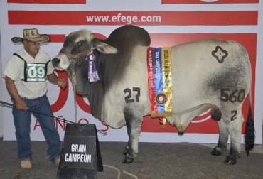 Cauchitos Wellin Zacarias fue el Gran Campeón de la raza Brahman. Foto: Asocebú. campeones bovinos en Agroexpo