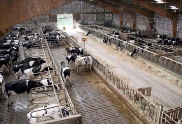 Durante la reunión se mostrarán los modelos del país oceánico que podrían replicarse en el sector ganadero de Colombia. Foto: agroinformacion.com. Modelo ganadero de Nueva Zelanda