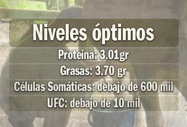 Mantener los niveles promedio de la leche, será sinónimo de rentabilidad para el productor. Foto: CONtexto ganadero. Niveles óptimos de la leche en Colombia