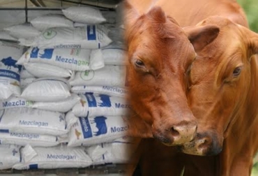 El Mezclagán es un suplemento hecho con maíz, algodón, soya, ajonjolí, entre otros nutrientes. Foto: CONtexto Ganadero. Bondades del Mezclagán