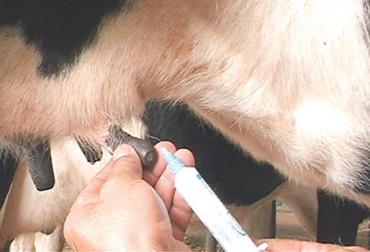 Con antibióticos y mecanismos de acción se pueden evitar las pérdidas por mastitIs bovinas. Foto: Perulactea. antibioticoterapia en la mastitis bovina