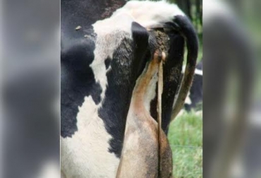 La metritis es una infección en el útero de la hembra bovina. Foto: www.es.slideshare.net. metritis en vacas