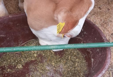Si tiene silos, pastos o concentrados con hongos, descártelos y adquiera nuevos suplementos. Foto: CONtexto ganadero. micotoxinas en bovinos