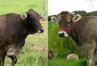 Durante el evento se hablará de la importancia de la clasificación de los animales. Foto: CONtexto ganadero. Braunvieh y Pardo Suizo