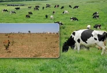 La recuperación de pastos deteriorados cuesta tiempo y dinero. Foto: www.bancodeimagenesgratis.com - www.boiapasto.com.br. pastos para las vacas