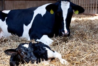 Las vacas aumentan la ingesta de alimento en el posparto. Foto: web.altagenetics.com. posparto de vacas
