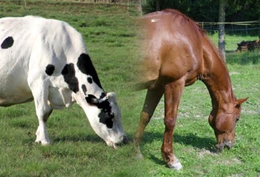 Una de las claves para realizar estos procedimientos es la higiene. Foto: CONtexto ganadero. Recolección semen equino y bovino