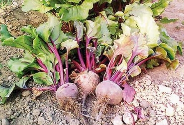 La remolacha forrajera en henolaje es una opción de alimento para los bovinos. Foto: Agrocampo. Remolacha forrajera para ganado
