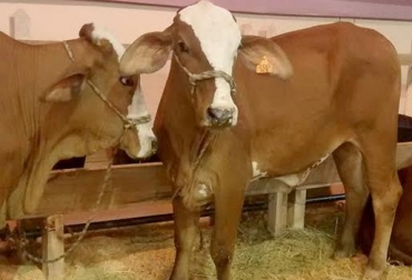 La producción de leche en promedio es de 18 a 20 litros, al día. Foto: Asosimmental. Raza Simmgyr colombia