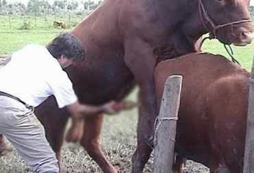 Es alto el costo-beneficio que obtiene una explotación bovina al comprar semen de toro. Foto: Juan Carlos Hernández. Ventajas de comprar semen de toro