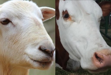 La enfermedad también la pueden contraer los humanos con el consumo de berros, lechuga o alfalfa. Foto: CONtexto ganadero. fascioliasis bovina y ovina