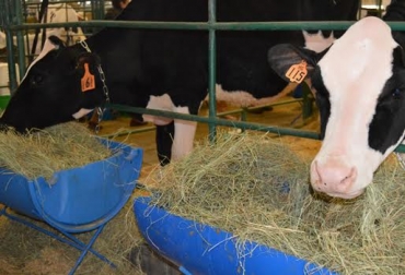 Use este tipo de recomendaciones y asesórese con un médico veterinario. Foto: CONtexto ganadero. Bioseguridad bovina