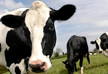 Los carbohidratos son fuentes de energía que ayudan a las vacas a transformar la proteína en leche. Foto: salesganasal.com. carbohidratos en vaca lechera