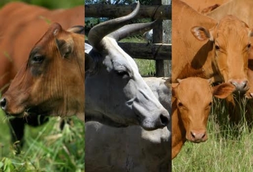 Este censo permitirá conocer la cantidad de animales que hay en el país. Foto: CONtexto ganadero. Censo razas criollas y colombianas Asocriollo