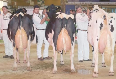 Si usted está interesado en convertirse en clasificador llame al celular: 314 357 33 99. Foto: Asoholstein. Clasificación lineal