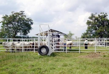 Los corrales requieren de un adecuado mantenimiento para evitar accidentes. Foto: www.co.all.biz. corrales para el ganado