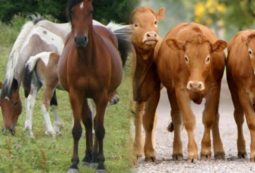 Los cursos iniciarán el próximo 14 de agosto en Sabaneta, Antioquia. Foto: CONtexto ganadero. Diplomado bovino equino