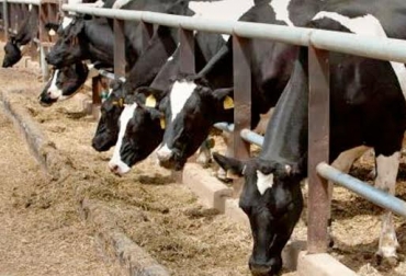 Gracias a estas grasas, las vacas tendrán la energía necesaria para su actividad. Foto: actualidadganadera.com. alimentación del ganado bovino