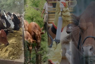 La nutrición es la base del éxito pecuario, seguido del manejo, la sanidad y por último la genética. Foto: CONtexto ganadero. ecuación de la ganadería