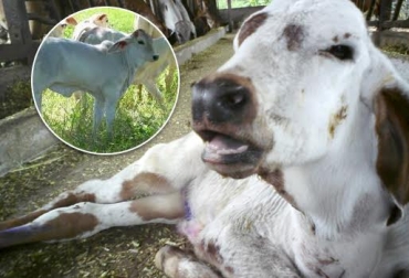 El ganado bovino puede morir por una infección respiratoria. Foto: Tomada de www.jairoserrano.com / salesganasal.com. enfermedades respiratorias en ganado