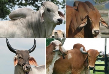 En este evento se verán adelantos en temas como biotecnología, nutrición, genética, entre otros. Foto: CONtexto ganadero. 68 Feria Nacional Cebú Valledupar Asocebú