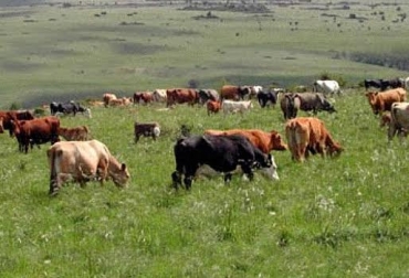 La fertilización edáfica y foliar mejora la calidad de las pasturas, lo que repercute en producción de leche y carne de la más alta calidad. Foto: agrogiova.wordpress.com. fertilización de suelos