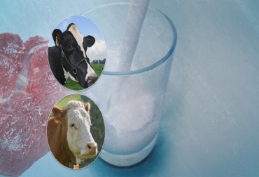 Los productores siempre tratan de identificar aquella raza que más se acomode a los objetivos que requieren en cuanto a reproducción y producción. Foto: CONtexto ganadero. cruces de razas bovinas ganadería