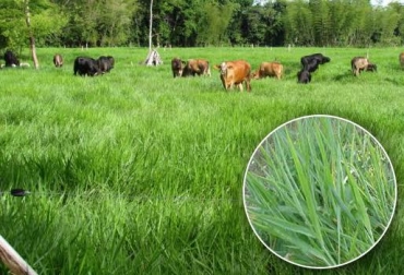 El ganado de ceba consume con gusto el pasto humidícola que crece en zonas secas y con suelos ácidos. Foto: CONtexto ganadero. brachiaria humidícola para bovinos