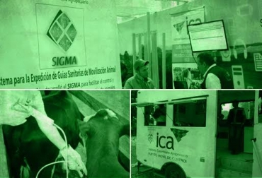 El ICA ha logrado mantener, junto con el Fondo Nacional del Ganado, la certificación de Colombia como país libre de fiebre aftosa. Foto: ICA-CONtexto ganadero. 53 años del ICA