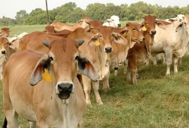Con la inseminación a tiempo fijo se induce la ovulación de una vaca. Foto: www.perulactea.com. inseminación a tiempo fijo