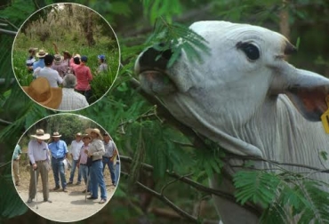 La leucaena es fuente de alimento de bovinos, protectora del medio ambiente y renovadora de suelos, entre más ventajas. Foto: FNG Manizales-CONtexto ganadero. ventajas de la leucaena