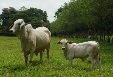 En el trópico bajo colombiano la monta se realiza en agosto para tener crías entre mayo y junio.Foto: www.genesdiffusion.com. nacimiento de terneros
