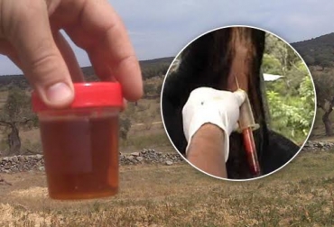 Las reses pueden orinar con sangre por diferentes motivos. Es necesario prestar atención al tema. Foto: CONtexto ganadero. sangrado en orina de vacas