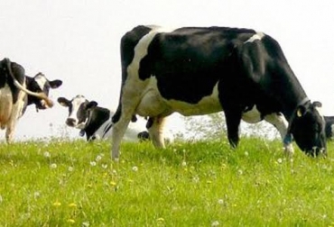 Una vaca con un balance nutricional acorde a su estado reproductivo dará leche de calidad y se podrá volver a preñar. Foto: http://peru21.pe. vacas bien alimentadas