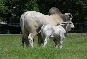 Un solo toro puro puede ser usado para mejorar genes en un vacada. Foto: ganadobrahmanrojo.blogspot.com. genética de toro puro