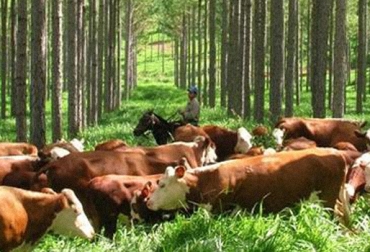 No todas las reses se comportan igual. Factores ambientales, patológicos o hereditarios afectan su forma de actuar en el predio. Foto: www.redganadera.com. bienestar animal