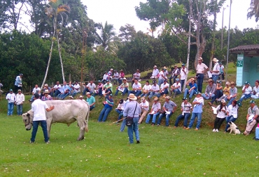 Las transacciones con animales criollos y sus cruces tuvieron un valor de $109 millones. Foto: José Antonio Velásquez Serrano. cruce de ganado criollo y cebuino