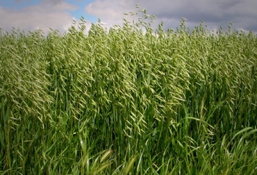 La avena es una variedad que se puede usar para ensilar y tener alimento en épocas críticas como la actual. Foto: CONtexto Ganadero. avenas forrajeras