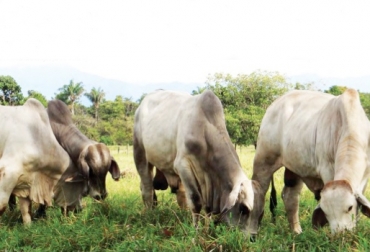 El tercer pesaje tendrá lugar en el Meta y en Montería el próximo 21 de noviembre. Foto: Corpoica. segundo pesaje de Desempeño en Pastoreo de Toretes Brahman