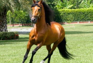 De acuerdo con Fedequinas, el caballo criollo colombiano llegó al país hace 150 años. Foto: Fedequinas. Caballo Criollo Colombiano